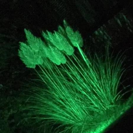 Haus Tanneck, Nr 9 Kellenhusen