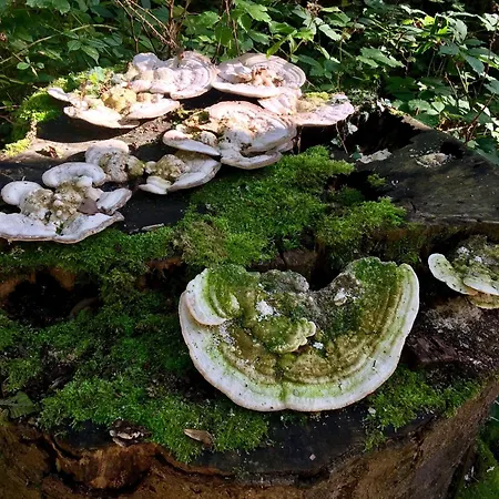 Haus Tanneck, Nr 9 Apartman Kellenhusen