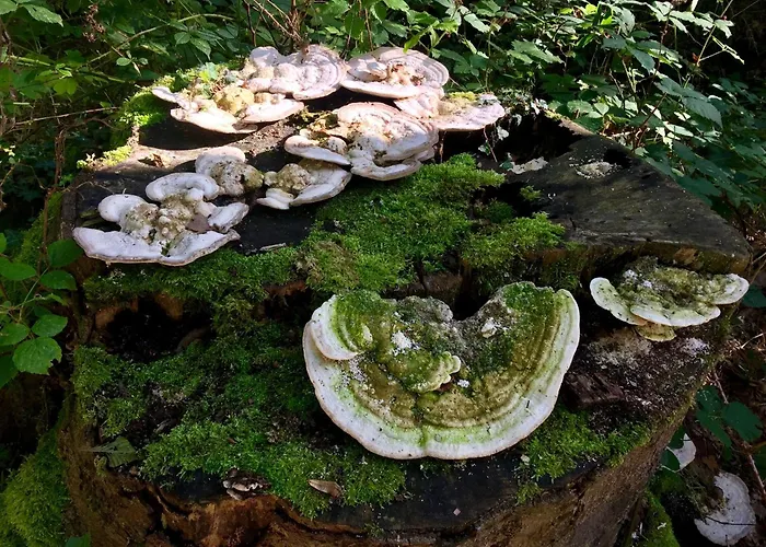 Haus Tanneck, Nr 9 Appartamento Kellenhusen